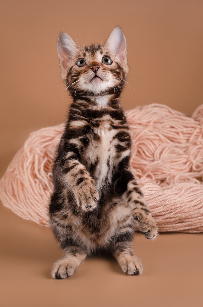 bengal kitten 2
