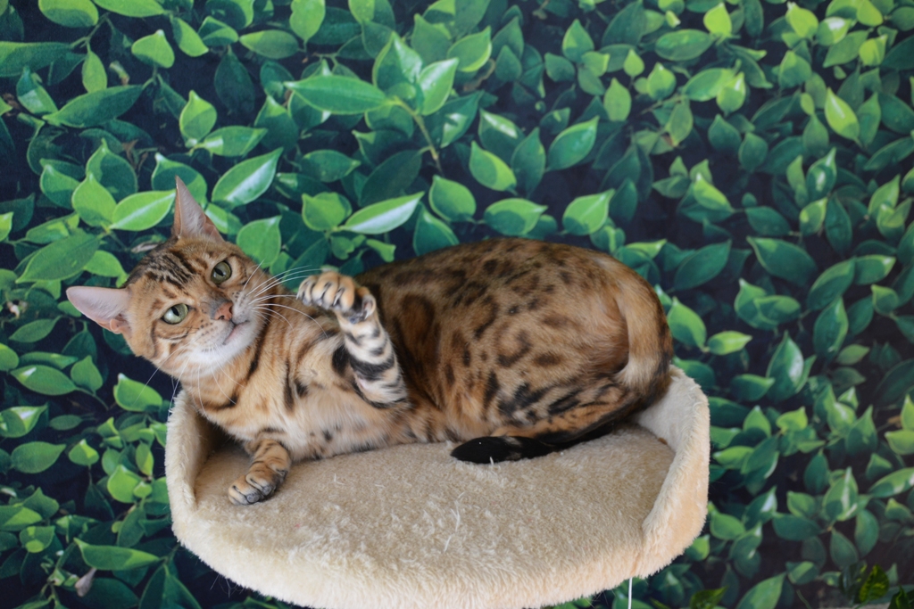 bengal cat