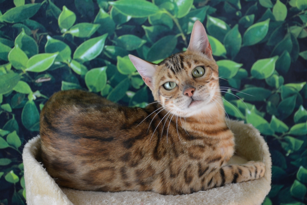 bengal cat