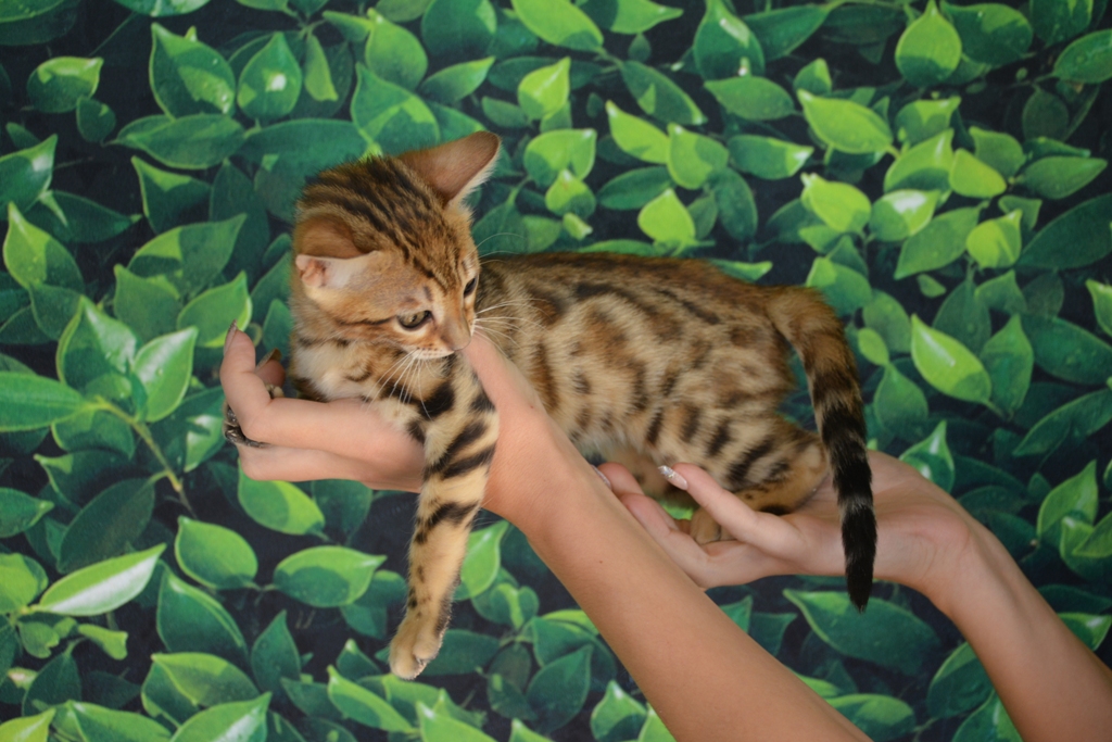 bengal kittens for sale