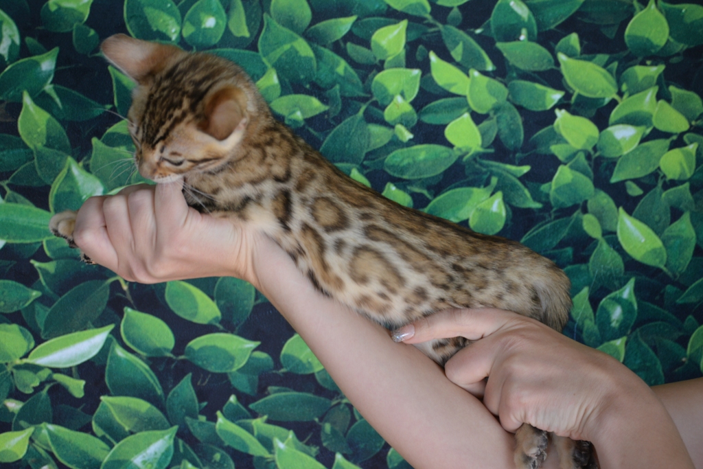 bengal kittens for sale