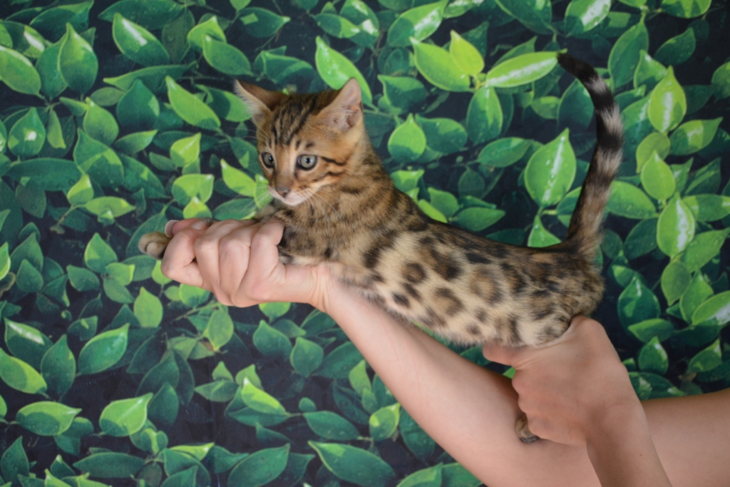 bengal kittens for sale