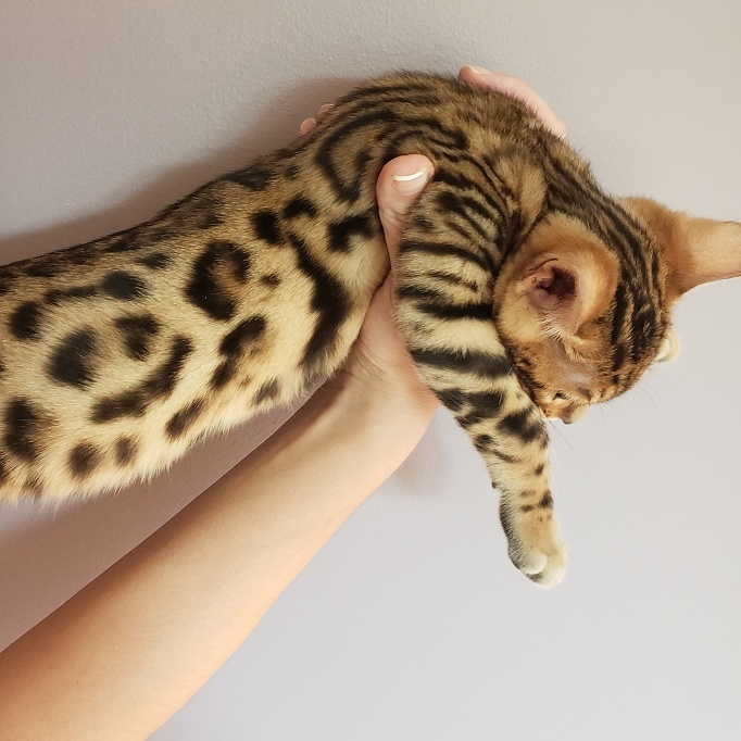 bengal kitten