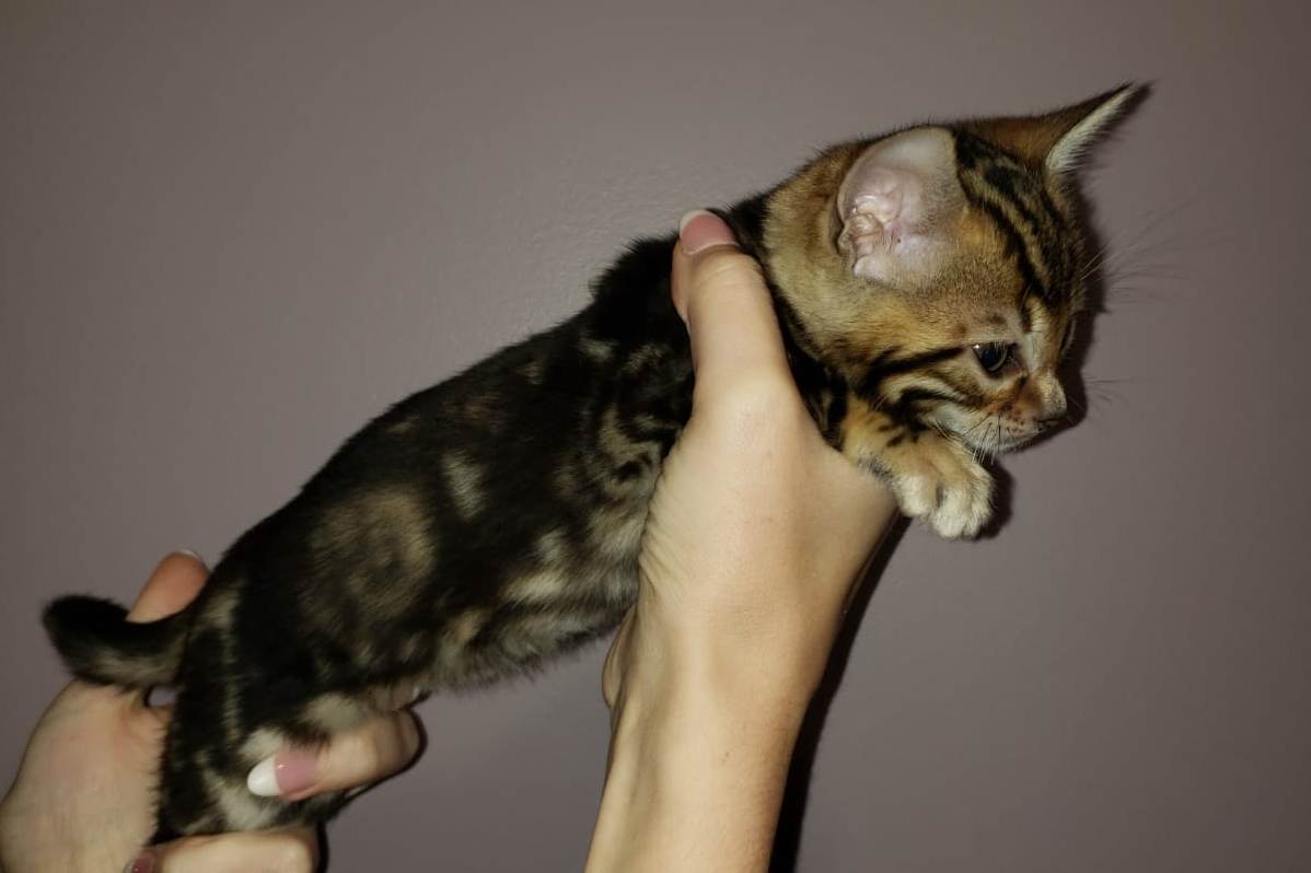 bengal kitten