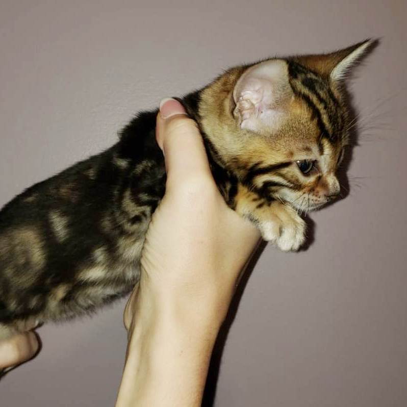 bengal kitten
