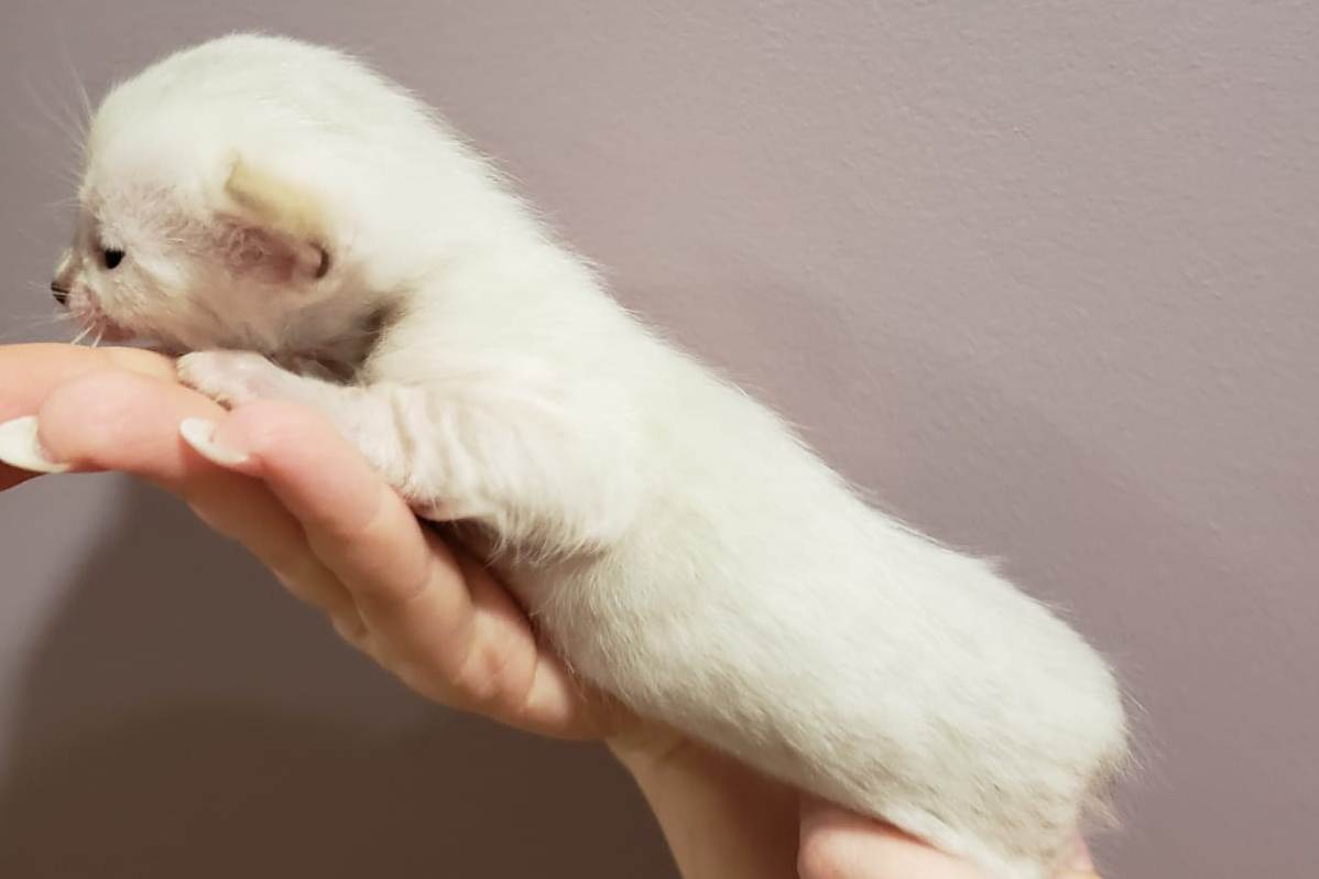 bengal kittens for sale