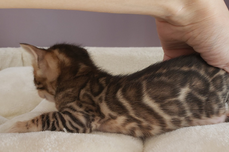 bengal kitten