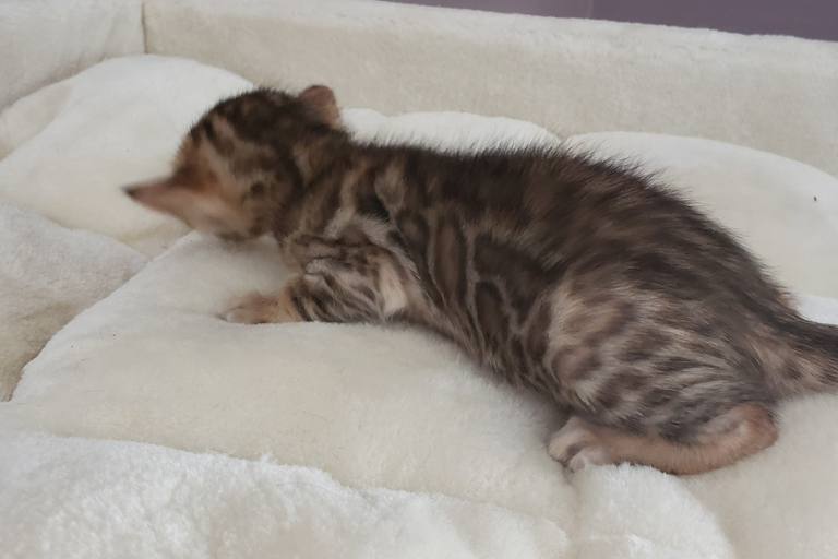 bengal kitten