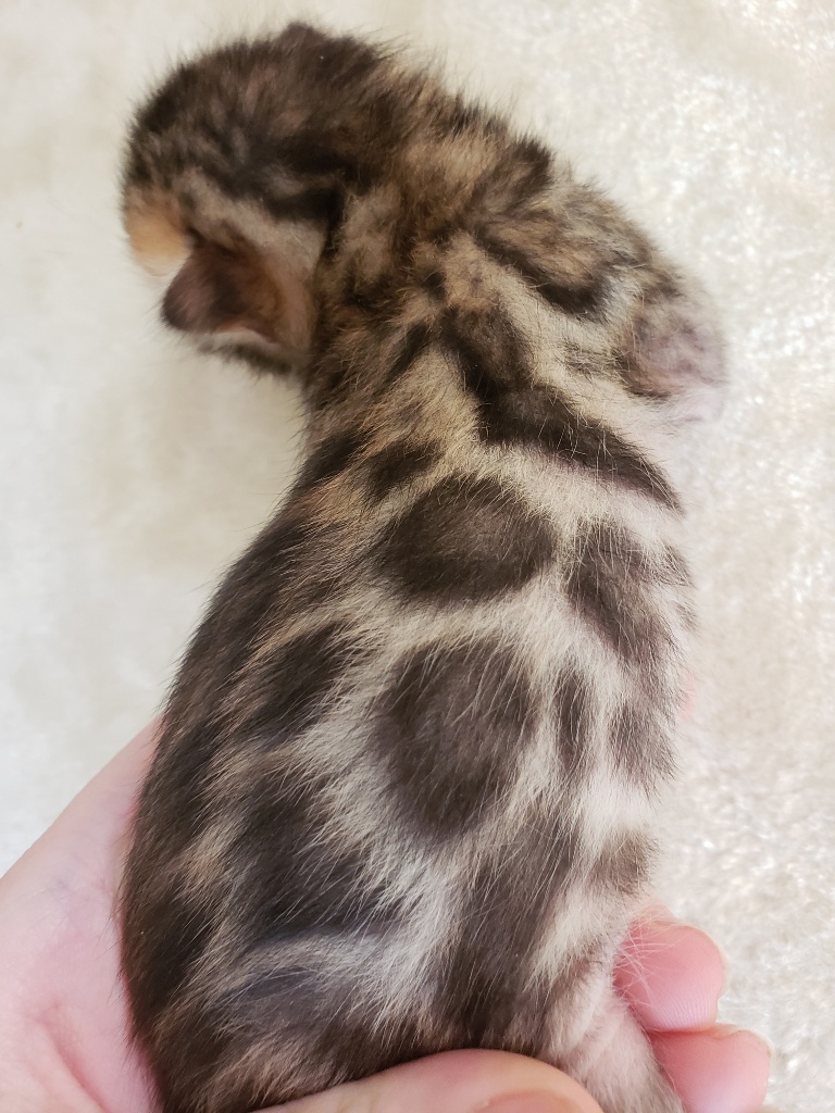 bengal kitten