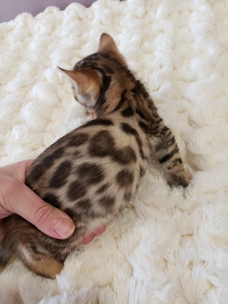 bengal kitten