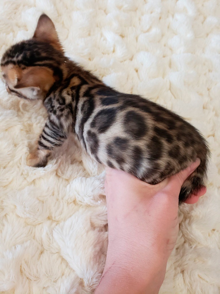 bengal kitten