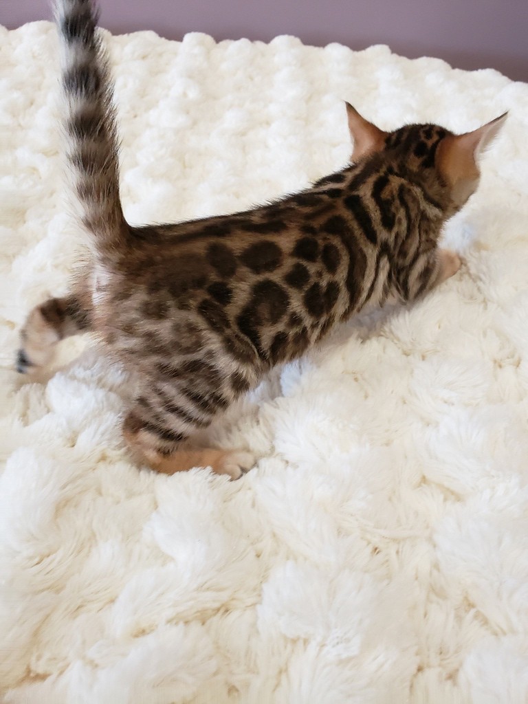 bengal kitten