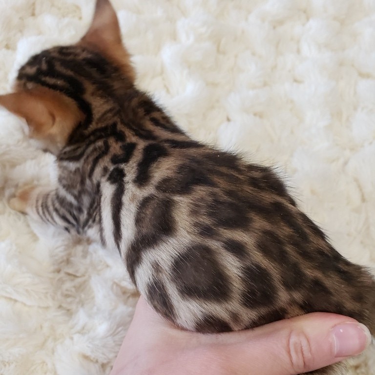 bengal kitten