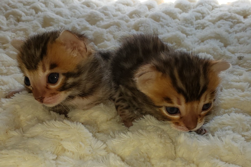 bengal kitten