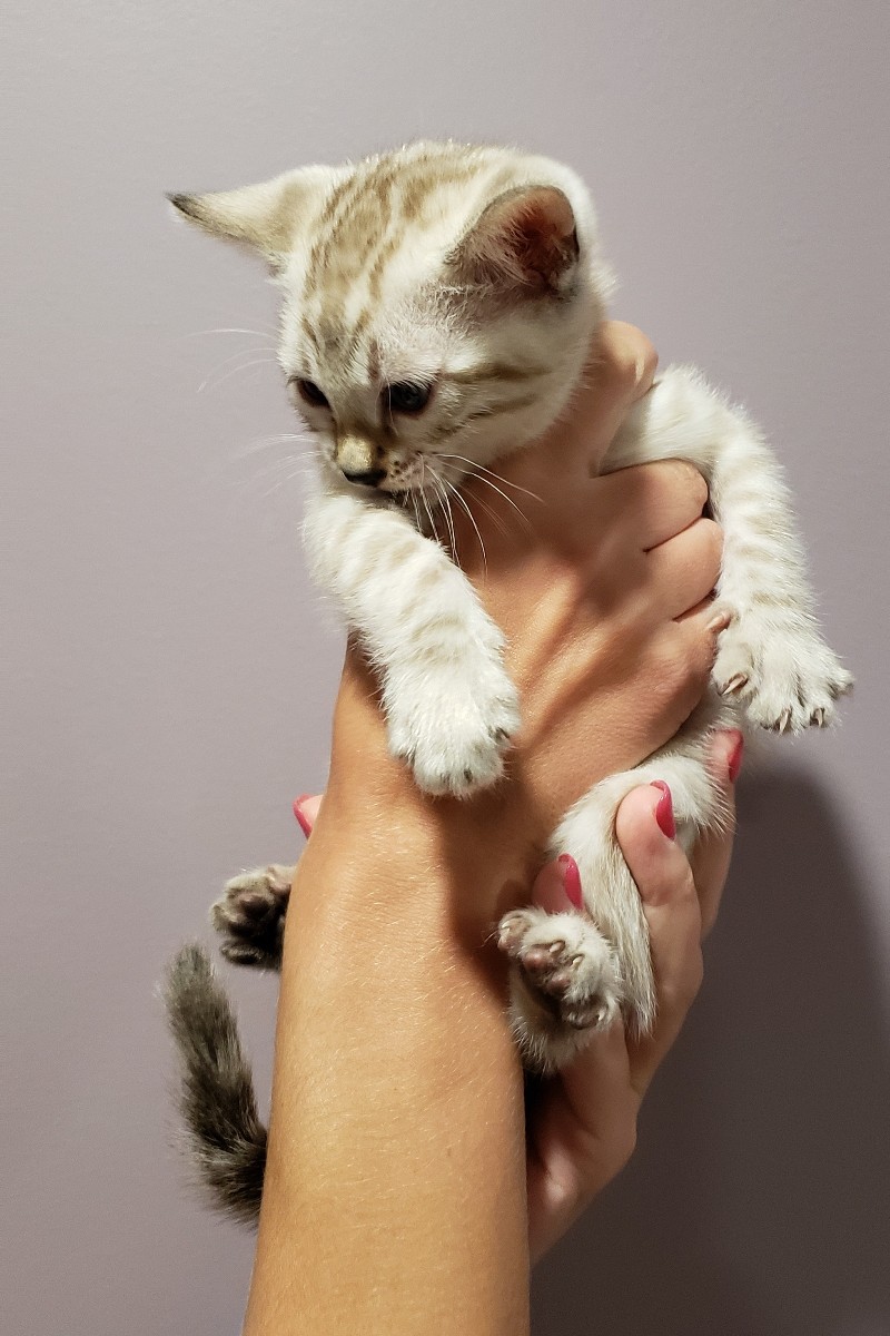 bengal kitten