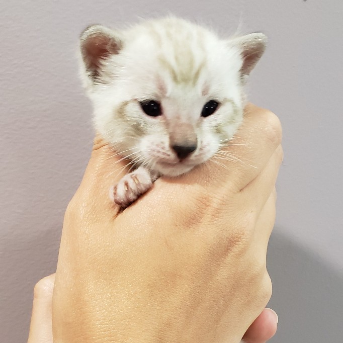 bengal kitten