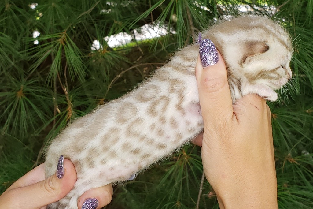 bengal kitten