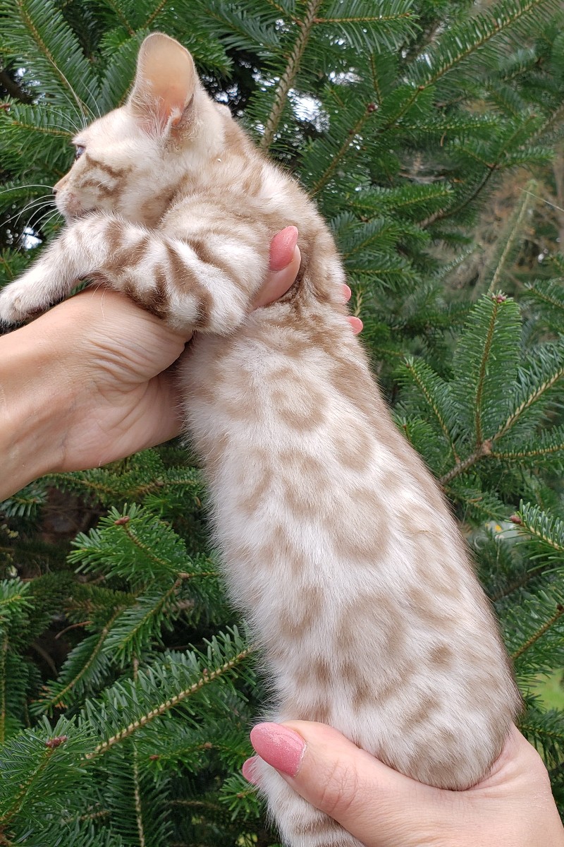 bengal kitten