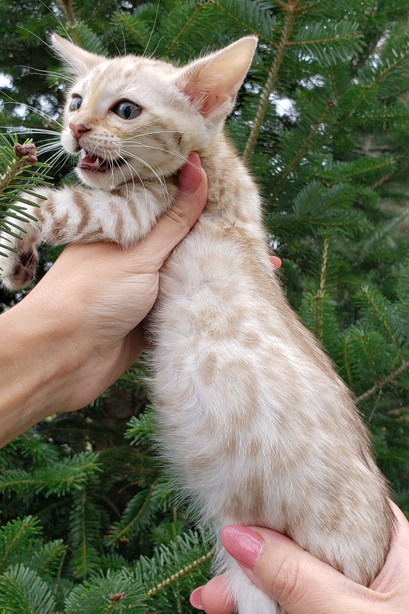 bengal kitten