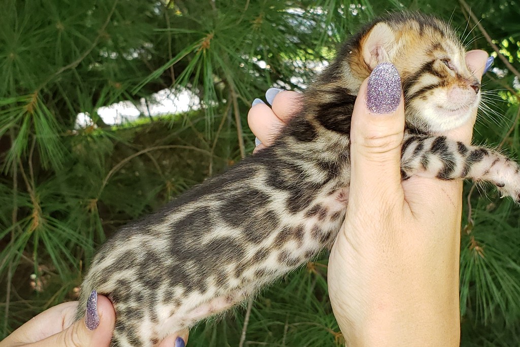 bengal kitten