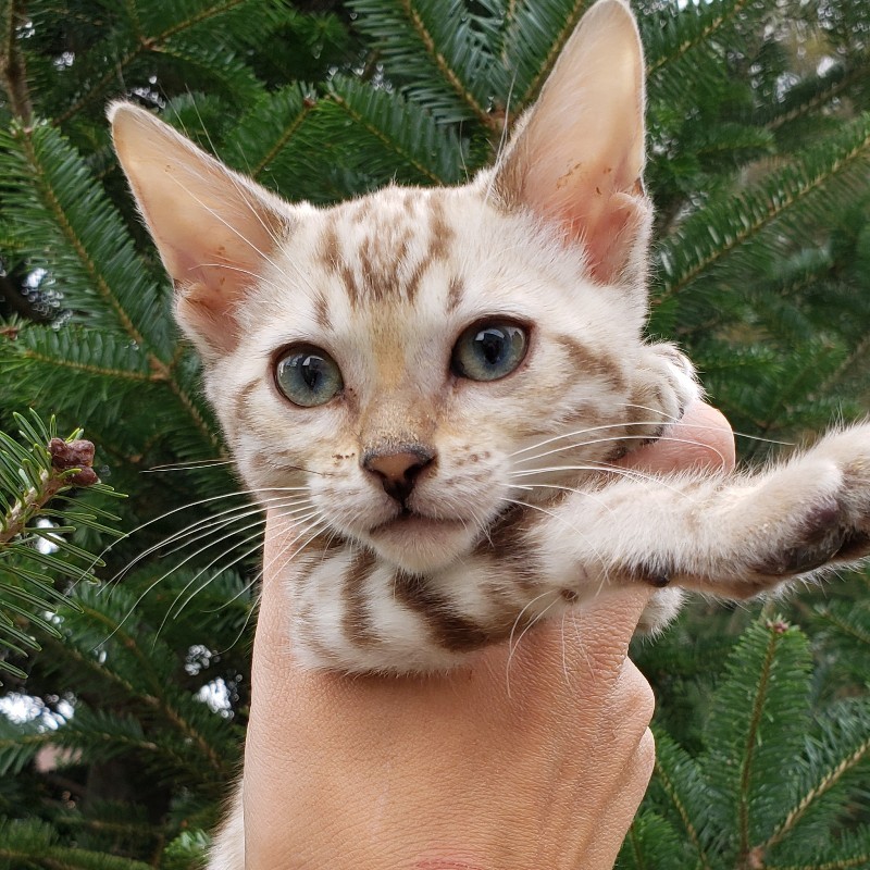 bengal kittens