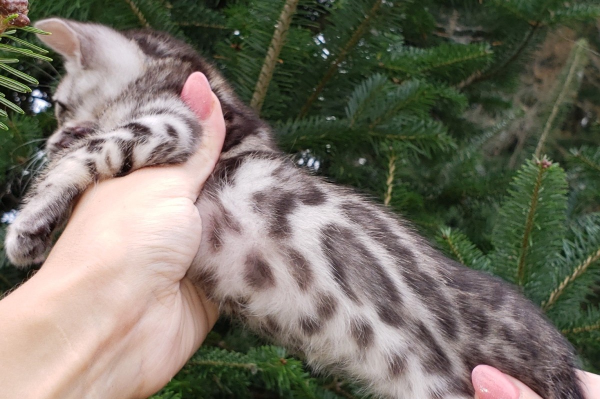 bengal kitten