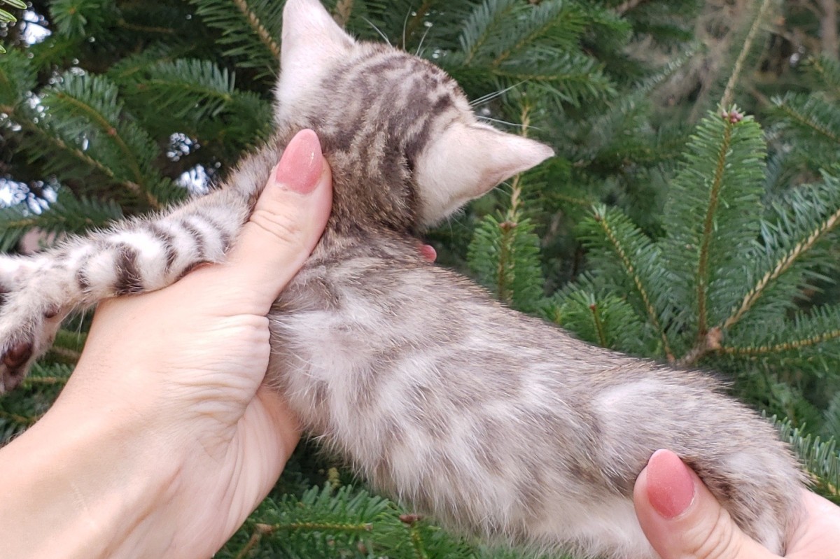 bengal kitten