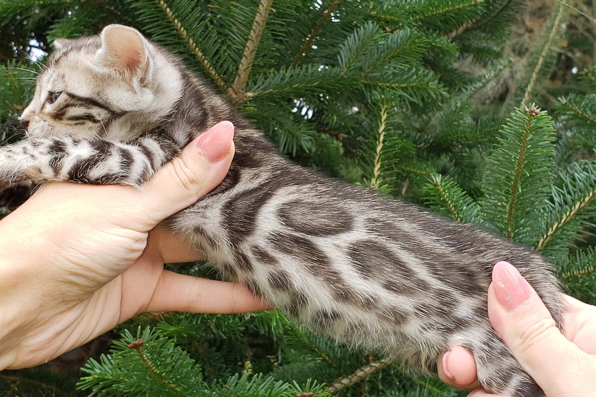 bengal kitten