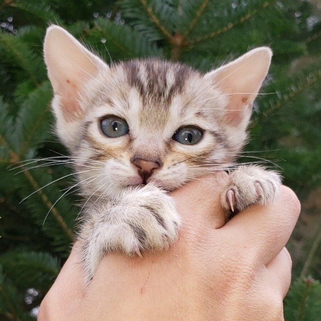 bengal kitten