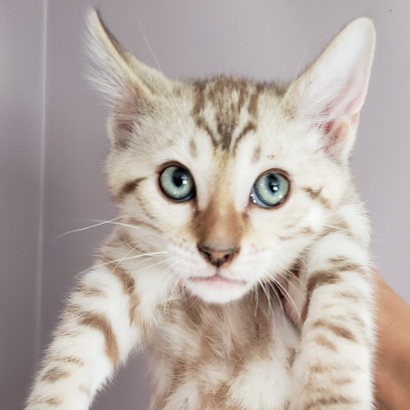 bengal kitten