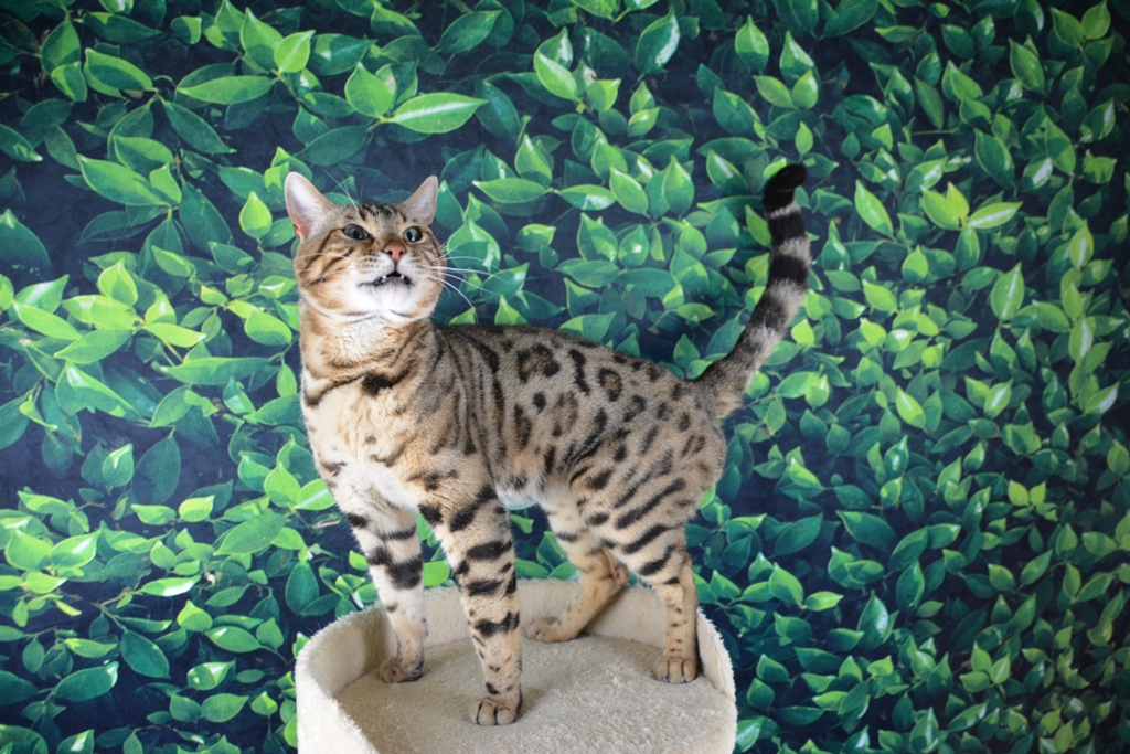 bengal cat