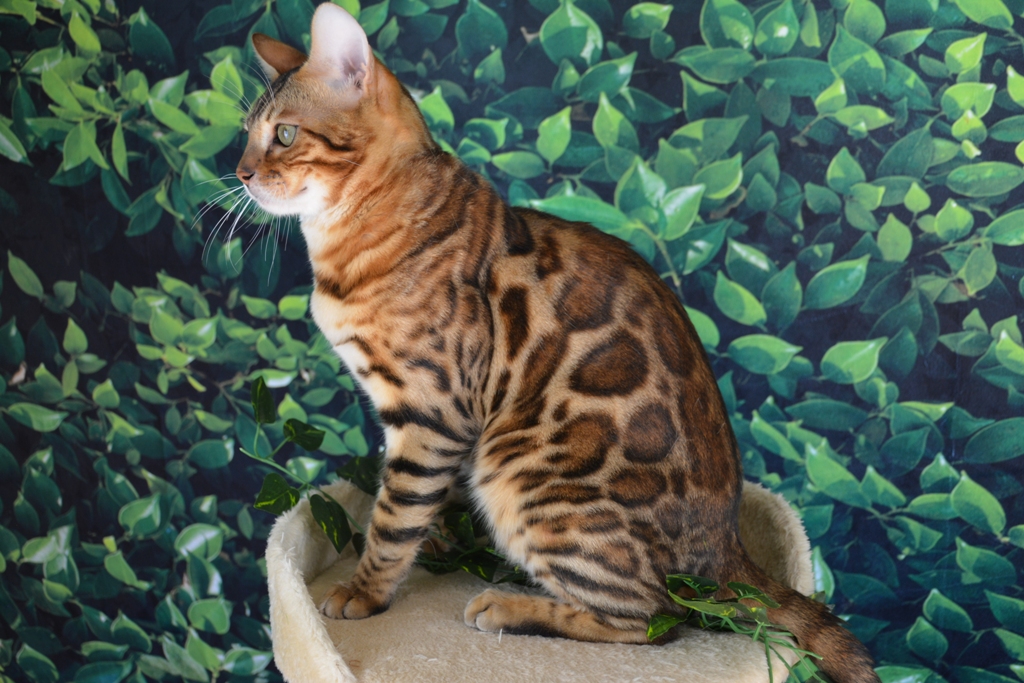 bengal cat