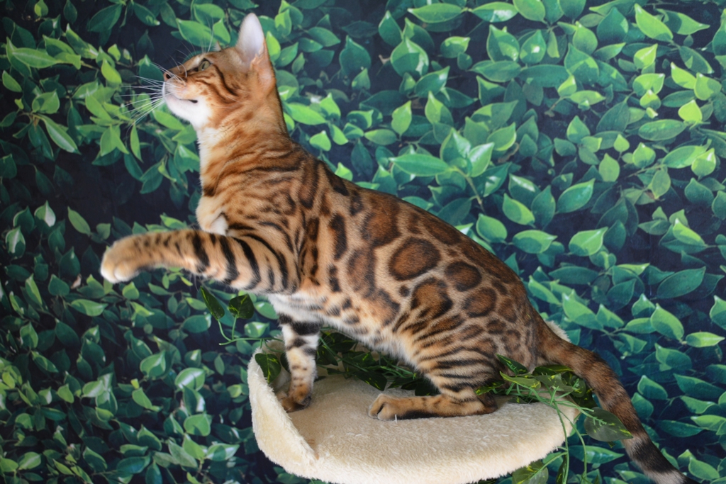 bengal cat