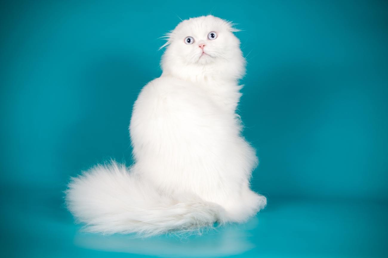 Royal Scottish Fold White with Long Hair